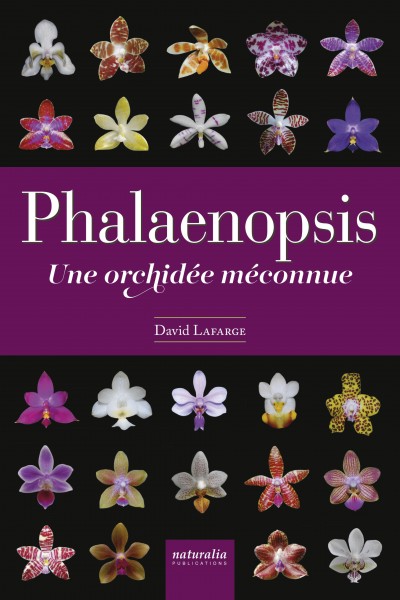 Phalaenopsis. Une orchidée méconnue