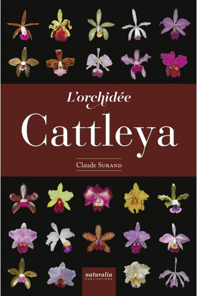 L’orchidée Cattleya